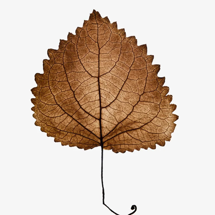 RÊVE ÉTOILÉ 100ML FEMME