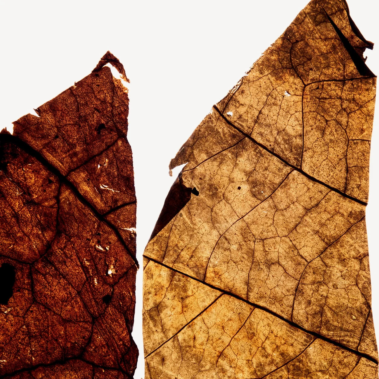 MIEL DORÉ 100ML HOMME